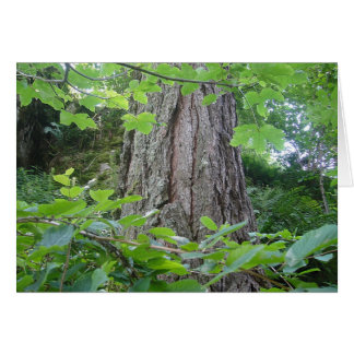 Cartão Karte5, Baumstamm/Blätterkranz, Kartenserie Wald