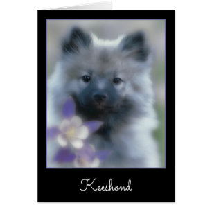 Cartão Keeshond e Columbine - Fotografia de Cães