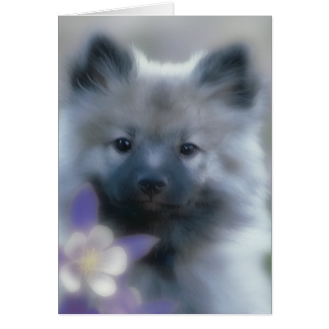 Cartão Keeshond e Columbine - Fotografia de Cães (Frente)