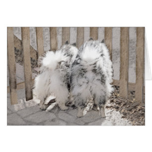 Cartão Keeshonds na Pintura de Portão - Arte de Cachorro 