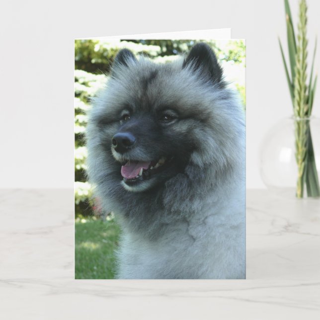 Cartão Keeshound (Frente)