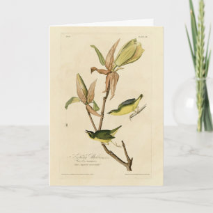 Cartão Kentucky Warbler das Aves da América de Audubon