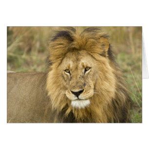 Cartão Kenya Masai Mara