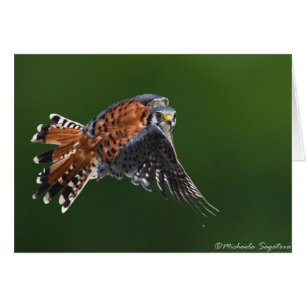 Cartão Kestrel americano