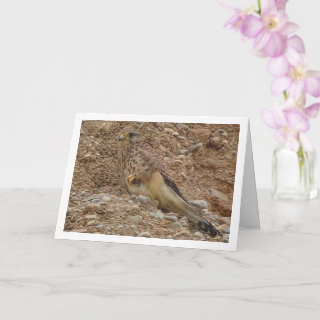 Cartão Kestrel Bird, Falco Tinnunculus (Orquídea)