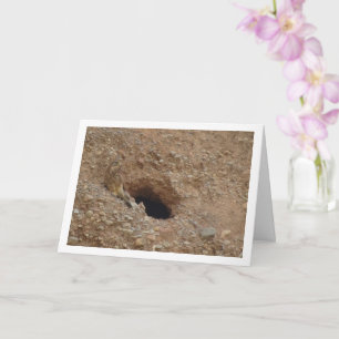 Cartão Kestrel Bird, Falco Tinnunculus