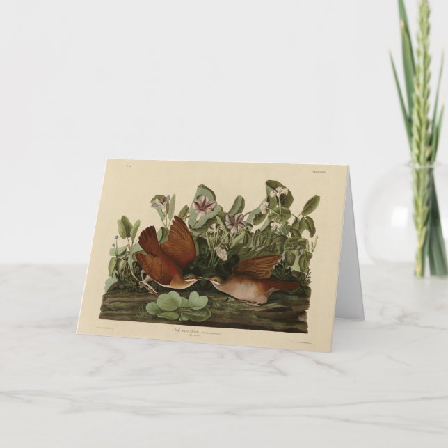 Cartão Key-west Dove, Quail-Dove Audubon Birds da América (Frente)