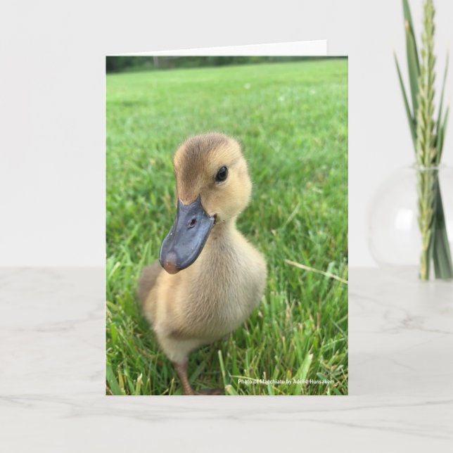 Cartão Khaki Appleyard Duckling (Frente)