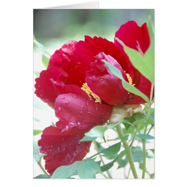 Cartão Khanh (Frente)