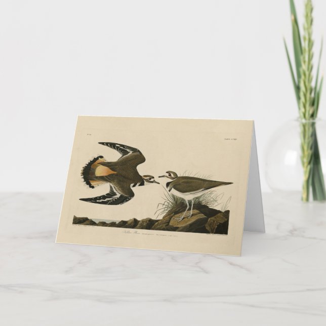 Cartão Kildeer Plover (Killdeer) Aves de Audubon da Améri (Frente)