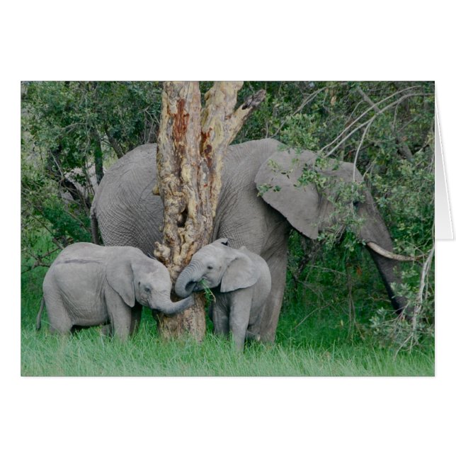 Cartão Kindred Spirits (Frente Horizontal)