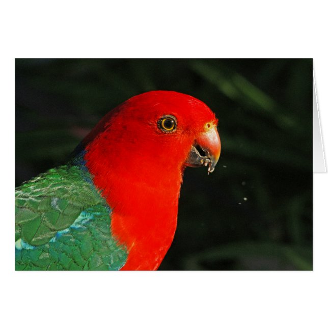 Cartão King Parrot (Frente Horizontal)