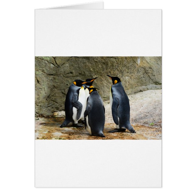 Cartão King Penguin (Frente)