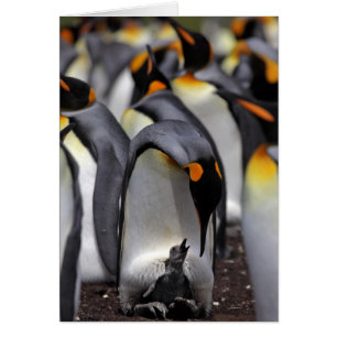 Cartão King Penguin com Pintinho