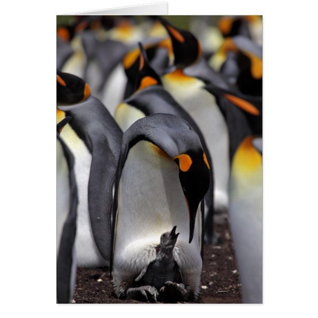 Cartão King Penguin com Pintinho (Frente)