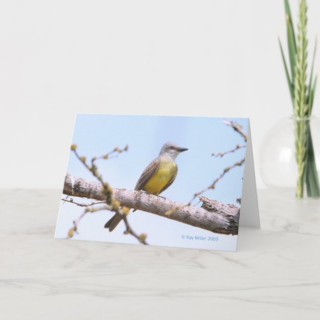 Cartão Kingbitrd-1-05 tropical (Frente)