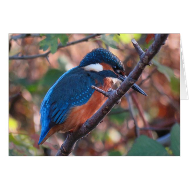 Cartão Kingfisher (Frente Horizontal)