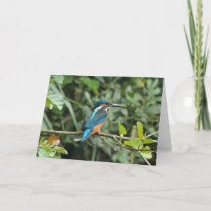 Cartão Kingfisher blank greeting card