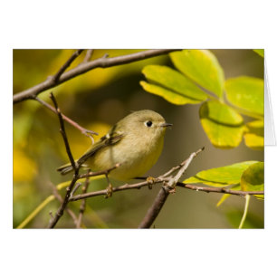 Cartão Kinglet Rubi-coroado