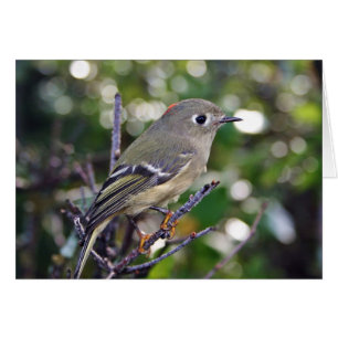 Cartão Kinglet Rubi-coroado