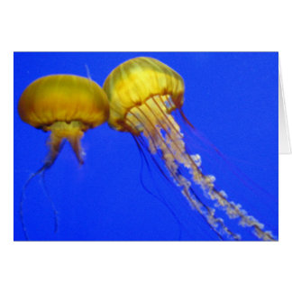 Cartão Kissing Jellyfish