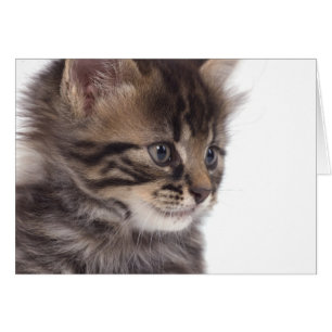 Cartão kitten