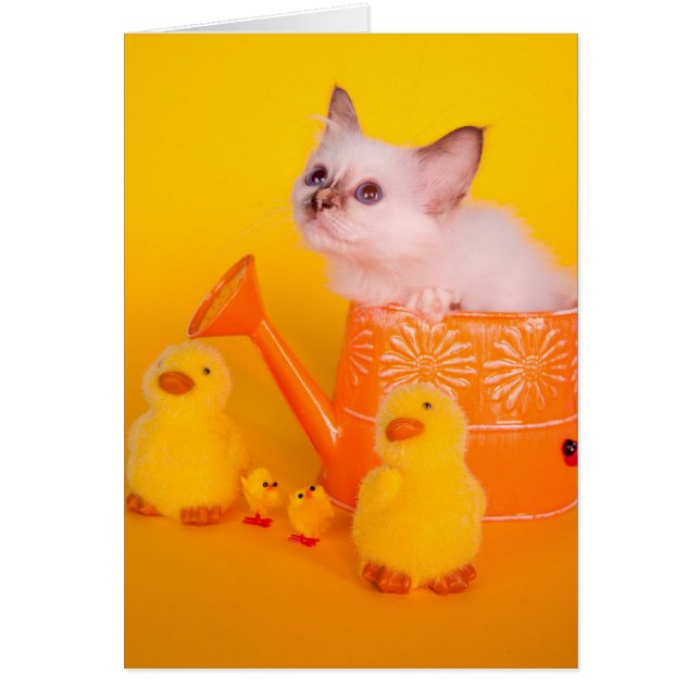 Cartão kitten (Frente)