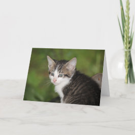 Cartão Kitten