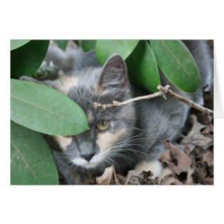 Cartão Kitten