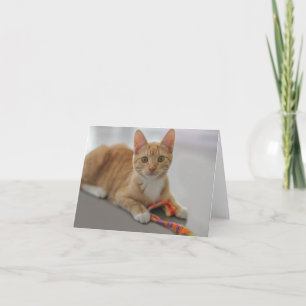 Cartão Kitten Blank Note Card by Focus for a Cause