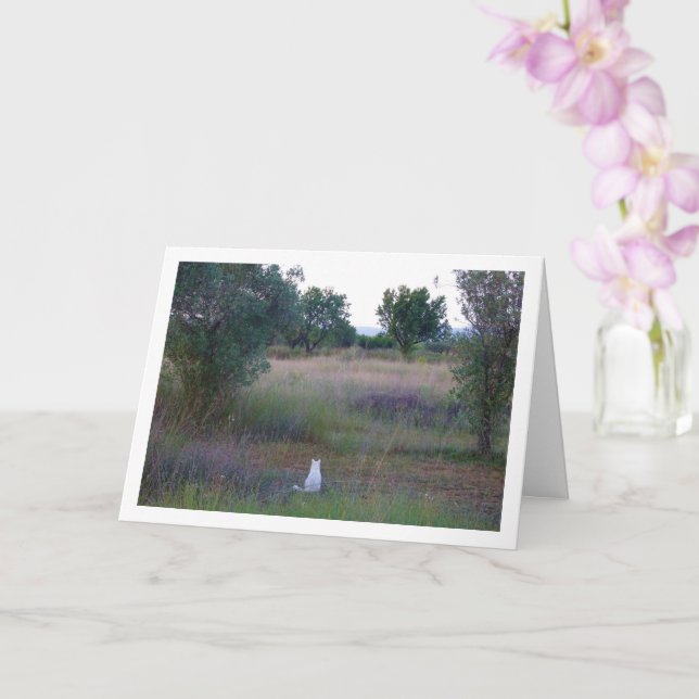 Cartão Kitten Branco em Campo (Orquídea)