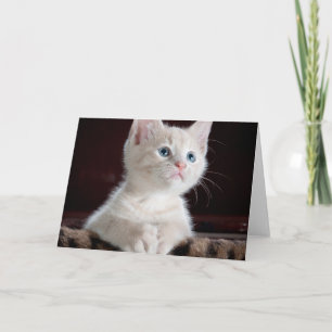 Cartão Kitten Branco Vulnerável
