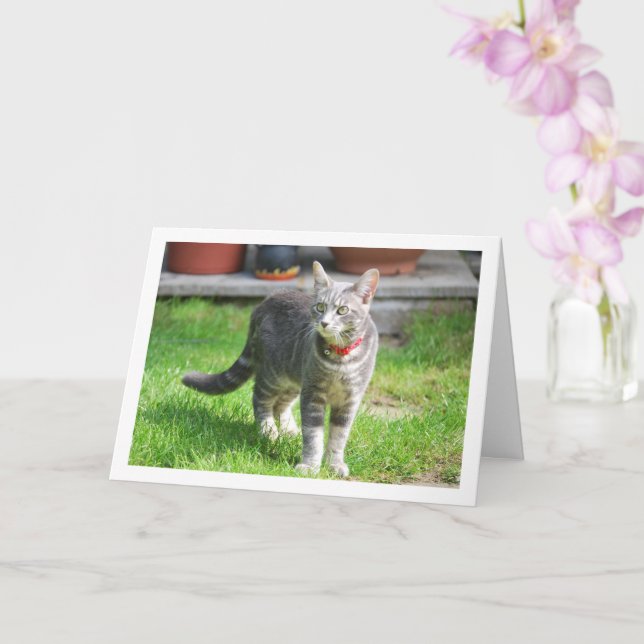 Cartão Kitten cinza no retrato do jardim (Orquídea)