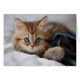 Cartão Kitten Com Olhos Azuis