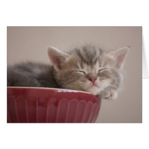 Cartão Kitten Dormindo Em Uma Bolinha