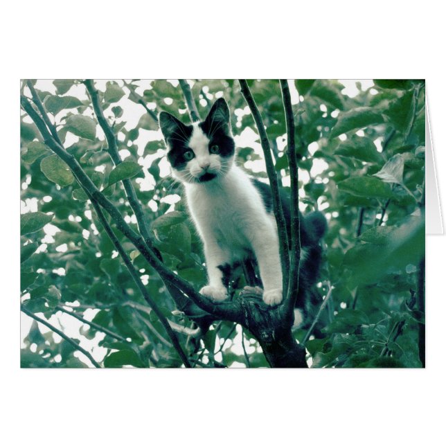 Cartão Kitten em uma Árvore de Maçã (Frente Horizontal)