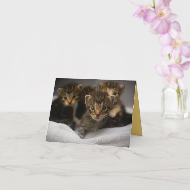 Cartão Kitten Love (Orquídea)