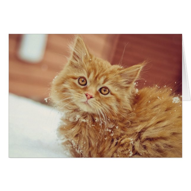 Cartão Kitten na neve (Frente Horizontal)