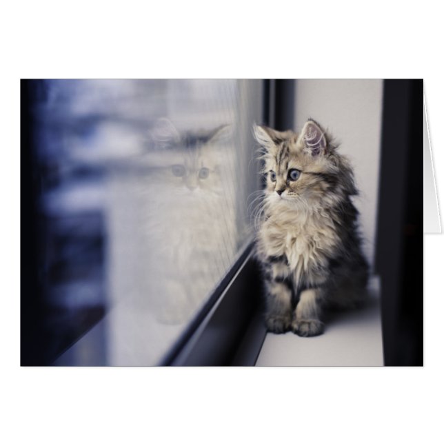 Cartão Kitten Olhando Para A Janela (Frente Horizontal)