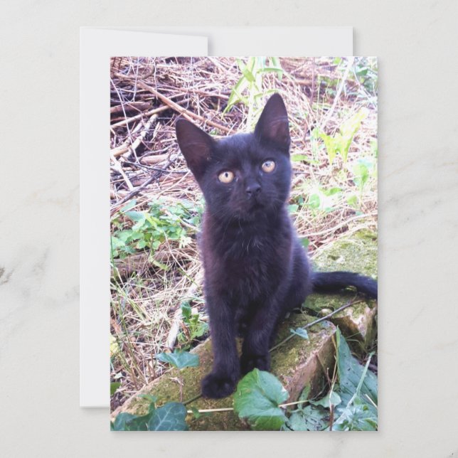 Cartão Kitten Preto (Frente)