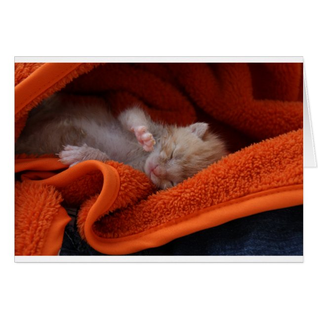 Cartão Kitten recém-nascido - Totalmente Personalizável (Frente Horizontal)