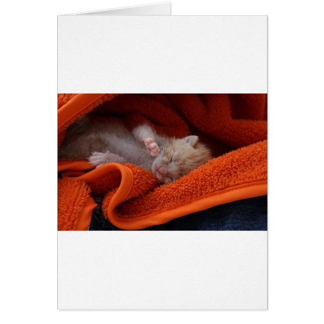 Cartão Kitten recém-nascido - Totalmente Personalizável (Frente)
