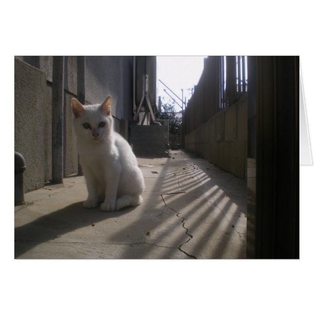 Cartão Kitten White Stray no Japão (Frente Horizontal)