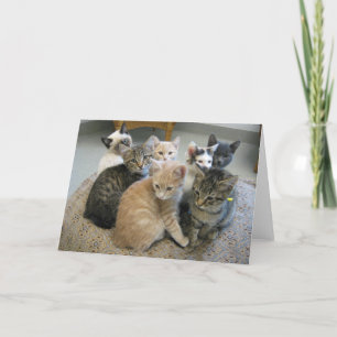 Cartão Kittens 048