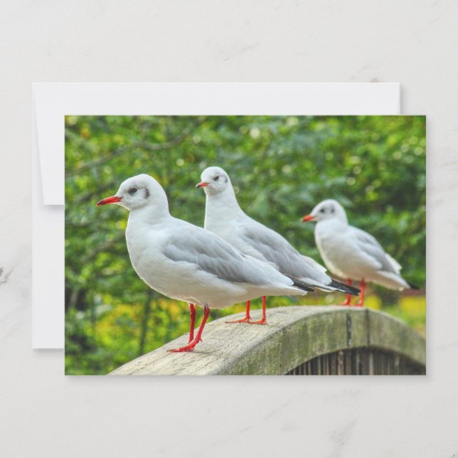 Cartão Kittiwakes com Pernas Vermelhas (Frente)