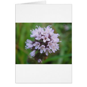 Cartão Kleine lila Blüten