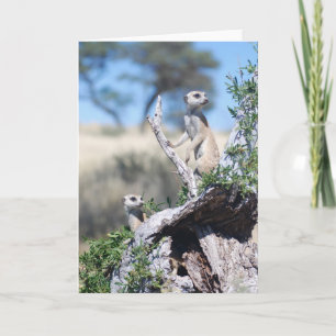 Cartão KMP Card 15 - Whiskers sentinels