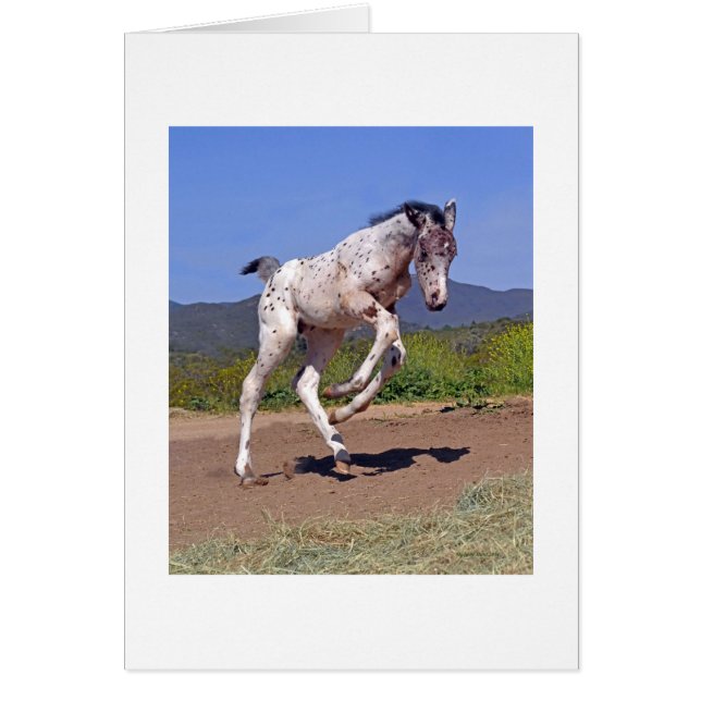 Cartão Knabstrupper Colt (Frente)