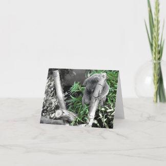 Cartão Koala