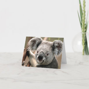 Cartão Koala